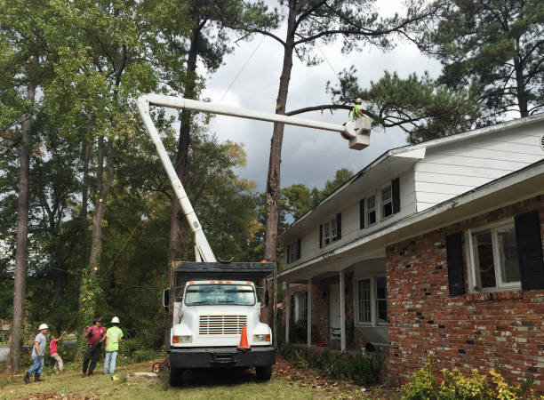 Best Tree Trimming and Pruning  in Leakesville, MS